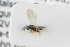  ( - NHMO-ENT-443651)  @11 [ ] CreativeCommons - Attribution Non-Commercial Share-Alike (2019) Unspecified University of Oslo, Natural History Museum