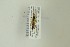  (Diphyus sp - NHMO-DAR-13369)  @11 [ ] CreativeCommons - Attribution Non-Commercial Share-Alike (2017) Unspecified University of Oslo, Natural History Museum