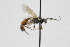  (Dicaelotus cameroni - NHMO-ENT-443499)  @13 [ ] CreativeCommons - Attribution Non-Commercial Share-Alike (2019) Unspecified University of Oslo, Natural History Museum