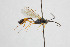  ( - NHMO-ENT-443436)  @11 [ ] CreativeCommons - Attribution Non-Commercial Share-Alike (2019) Unspecified University of Oslo, Natural History Museum