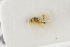  ( - NHMO-ENT-443681)  @11 [ ] CreativeCommons - Attribution Non-Commercial Share-Alike (2019) Unspecified University of Oslo, Natural History Museum