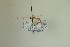  ( - NHMO-DAR-13444)  @12 [ ] CreativeCommons - Attribution Non-Commercial Share-Alike (2017) Unspecified University of Oslo, Natural History Museum