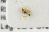  ( - NHMO-ENT-443682)  @11 [ ] CreativeCommons - Attribution Non-Commercial Share-Alike (2019) Unspecified University of Oslo, Natural History Museum