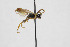  ( - NHMO-ENT-443435)  @11 [ ] CreativeCommons - Attribution Non-Commercial Share-Alike (2019) Unspecified University of Oslo, Natural History Museum