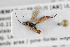  (Barycnemis gracillima - NHMO-ENT-294473)  @11 [ ] CreativeCommons - Attribution Non-Commercial Share-Alike (2019) Unspecified University of Oslo, Natural History Museum
