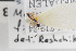  (Mesoleptus filicornis - NHMO-ENT-443411)  @11 [ ] CreativeCommons - Attribution Non-Commercial Share-Alike (2019) Unspecified University of Oslo, Natural History Museum