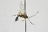  ( - NHMO-ENT-443429)  @11 [ ] CreativeCommons - Attribution Non-Commercial Share-Alike (2019) Unspecified University of Oslo, Natural History Museum
