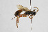  ( - NHMO-ENT-443462)  @11 [ ] CreativeCommons - Attribution Non-Commercial Share-Alike (2019) Unspecified University of Oslo, Natural History Museum