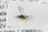  ( - NHMO-ENT-443652)  @11 [ ] CreativeCommons - Attribution Non-Commercial Share-Alike (2019) Unspecified University of Oslo, Natural History Museum