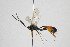 (Dusona humilis - NHMO-ENT-510468)  @14 [ ] CreativeCommons - Attribution Non-Commercial Share-Alike (2019) Unspecified University of Oslo, Natural History Museum