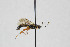  ( - NHMO-ENT-443514)  @11 [ ] CreativeCommons - Attribution Non-Commercial Share-Alike (2019) Unspecified University of Oslo, Natural History Museum