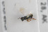  ( - NHMO-ENT-443603)  @11 [ ] CreativeCommons - Attribution Non-Commercial Share-Alike (2019) Unspecified University of Oslo, Natural History Museum