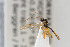  (Proclitus heterocerus - NHMO-ENT-268988)  @11 [ ] CreativeCommons - Attribution Non-Commercial Share-Alike (2019) Unspecified University of Oslo, Natural History Museum