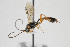 ( - NHMO-ENT-510476)  @11 [ ] CreativeCommons - Attribution Non-Commercial Share-Alike (2019) Unspecified University of Oslo, Natural History Museum