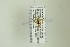  (Aptesis orbitalis - NHMO-DAR-13290)  @12 [ ] CreativeCommons - Attribution Non-Commercial Share-Alike (2017) Unspecified University of Oslo, Natural History Museum