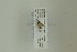  ( - NHMO-DAR-13408)  @12 [ ] CreativeCommons - Attribution Non-Commercial Share-Alike (2017) Unspecified University of Oslo, Natural History Museum