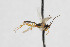  ( - NHMO-ENT-443380)  @11 [ ] CreativeCommons - Attribution Non-Commercial Share-Alike (2019) Unspecified University of Oslo, Natural History Museum