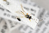  ( - NHMO-ENT-443551)  @11 [ ] CreativeCommons - Attribution Non-Commercial Share-Alike (2019) Unspecified University of Oslo, Natural History Museum