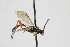 ( - NHMO-ENT-443479)  @11 [ ] CreativeCommons - Attribution Non-Commercial Share-Alike (2019) Unspecified University of Oslo, Natural History Museum
