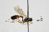  ( - NHMO-ENT-443437)  @11 [ ] CreativeCommons - Attribution Non-Commercial Share-Alike (2019) Unspecified University of Oslo, Natural History Museum