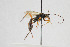  ( - NHMO-ENT-443460)  @11 [ ] CreativeCommons - Attribution Non-Commercial Share-Alike (2019) Unspecified University of Oslo, Natural History Museum