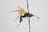  (Hoplocryptus quadriguttatus - NHMO-ENT-443451)  @11 [ ] CreativeCommons - Attribution Non-Commercial Share-Alike (2019) Unspecified University of Oslo, Natural History Museum