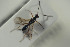  ( - HYMNI1513)  @11 [ ] CreativeCommons - Attribution Non-Commercial Share-Alike (2016) Arnstein Staverlokk Norwegian Institute of Nature Research