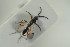  ( - HYMNI1515)  @11 [ ] CreativeCommons - Attribution Non-Commercial Share-Alike (2016) Arnstein Staverlokk Norwegian Institute of Nature Research