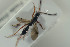  ( - HYMNI1516)  @11 [ ] CreativeCommons - Attribution Non-Commercial Share-Alike (2016) Arnstein Staverlokk Norwegian Institute of Nature Research