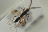  ( - HYMNI1517)  @11 [ ] CreativeCommons - Attribution Non-Commercial Share-Alike (2016) Arnstein Staverlokk Norwegian Institute of Nature Research
