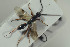  ( - HYMNI1518)  @12 [ ] CreativeCommons - Attribution Non-Commercial Share-Alike (2016) Arnstein Staverlokk Norwegian Institute of Nature Research