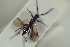  ( - HYMNI1522)  @11 [ ] CreativeCommons - Attribution Non-Commercial Share-Alike (2016) Arnstein Staverlokk Norwegian Institute of Nature Research