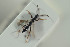  ( - HYMNI1523)  @11 [ ] CreativeCommons - Attribution Non-Commercial Share-Alike (2016) Arnstein Staverlokk Norwegian Institute of Nature Research