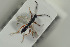 ( - HYMNI1524)  @11 [ ] CreativeCommons - Attribution Non-Commercial Share-Alike (2016) Arnstein Staverlokk Norwegian Institute of Nature Research