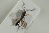  ( - HYMNI1525)  @12 [ ] CreativeCommons - Attribution Non-Commercial Share-Alike (2016) Arnstein Staverlokk Norwegian Institute of Nature Research
