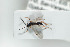  ( - HYMNI1715)  @12 [ ] CreativeCommons - Attribution Non-Commercial Share-Alike (2016) Arnstein Staverlokk Norwegian Institute of Nature Research