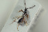  ( - HYMNI1533)  @11 [ ] CreativeCommons - Attribution Non-Commercial Share-Alike (2016) Arnstein Staverlokk Norwegian Institute of Nature Research