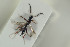  ( - HYMNI1534)  @11 [ ] CreativeCommons - Attribution Non-Commercial Share-Alike (2016) Arnstein Staverlokk Norwegian Institute of Nature Research