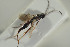  ( - HYMNI1548)  @11 [ ] CreativeCommons - Attribution Non-Commercial Share-Alike (2016) Arnstein Staverlokk Norwegian Institute of Nature Research