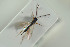  ( - HYMNI1559)  @11 [ ] CreativeCommons - Attribution Non-Commercial Share-Alike (2016) Arnstein Staverlokk Norwegian Institute of Nature Research