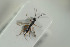  ( - HYMNI1560)  @11 [ ] CreativeCommons - Attribution Non-Commercial Share-Alike (2016) Arnstein Staverlokk Norwegian Institute of Nature Research