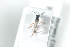  (Pschornia - HYMNI2472)  @11 [ ] CreativeCommons - Attribution Non-Commercial Share-Alike (2018) Arnstein Staverlokk Norwegian Institute of Nature Research