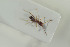  ( - HYMNI1579)  @11 [ ] CreativeCommons - Attribution Non-Commercial Share-Alike (2016) Arnstein Staverlokk Norwegian Institute of Nature Research