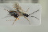 ( - HYMNI1597)  @12 [ ] CreativeCommons - Attribution Non-Commercial Share-Alike (2016) Arnstein Staverlokk Norwegian Institute of Nature Research