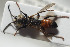  ( - HYMNI1787)  @13 [ ] CreativeCommons - Attribution Non-Commercial Share-Alike (2016) Arnstein Staverlokk Norwegian Institute of Nature Research