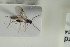  ( - HYMNI1601)  @11 [ ] CreativeCommons - Attribution Non-Commercial Share-Alike (2016) Arnstein Staverlokk Norwegian Institute of Nature Research