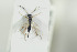  ( - HYMNI1430)  @11 [ ] CreativeCommons - Attribution Non-Commercial Share-Alike (2016) Arnstein Staverlokk Norwegian Institute of Nature Research