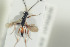  ( - HYMNI1434)  @11 [ ] CreativeCommons - Attribution Non-Commercial Share-Alike (2016) Arnstein Staverlokk Norwegian Institute of Nature Research