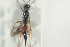 ( - HYMNI1436)  @11 [ ] CreativeCommons - Attribution Non-Commercial Share-Alike (2016) Arnstein Staverlokk Norwegian Institute of Nature Research