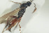  (Proctotrupes brachypterus - HYMNI1437)  @11 [ ] CreativeCommons - Attribution Non-Commercial Share-Alike (2016) Arnstein Staverlokk Norwegian Institute of Nature Research